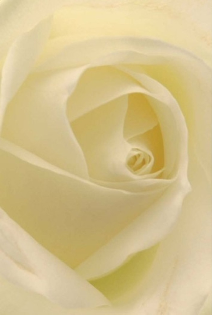 With an artist's eye for local beauty, this close-up of a classic white rose from Knightsbridge draws you into the serene interplay of its layered petals. Cream and soft white blend effortlessly, while gentle light seems to glow through each fold, as though the flower itself is lit from within by a soft Mayfair morning. As a florist in this vibrant community, I know such roses are chosen for moments that matter-be it a romantic gesture on Brompton Road, an expression of sympathy for a neighbor, or the elegant centrepiece at a Belgravia wedding. The poised spiral of the rose's heart speaks of purity and gentle resilience, its almost ethereal fragrance hanging softly in the air. Subtle nuances of shadow and highlight elevate the bloom's natural beauty, a result of patient arrangement and thoughtful curation. This image offers a sense of calm and sophistication-an ideal floral choice wherever sentiment and refinement are called for in Knightsbridge, every petal telling a story of local craftsmanship and care.